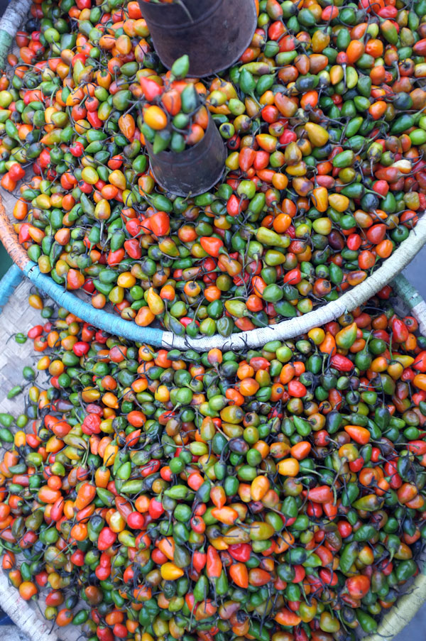 colourful-chilies
